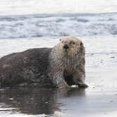 Review photo of Homer Spit Campground by Shari  G., April 4, 2023