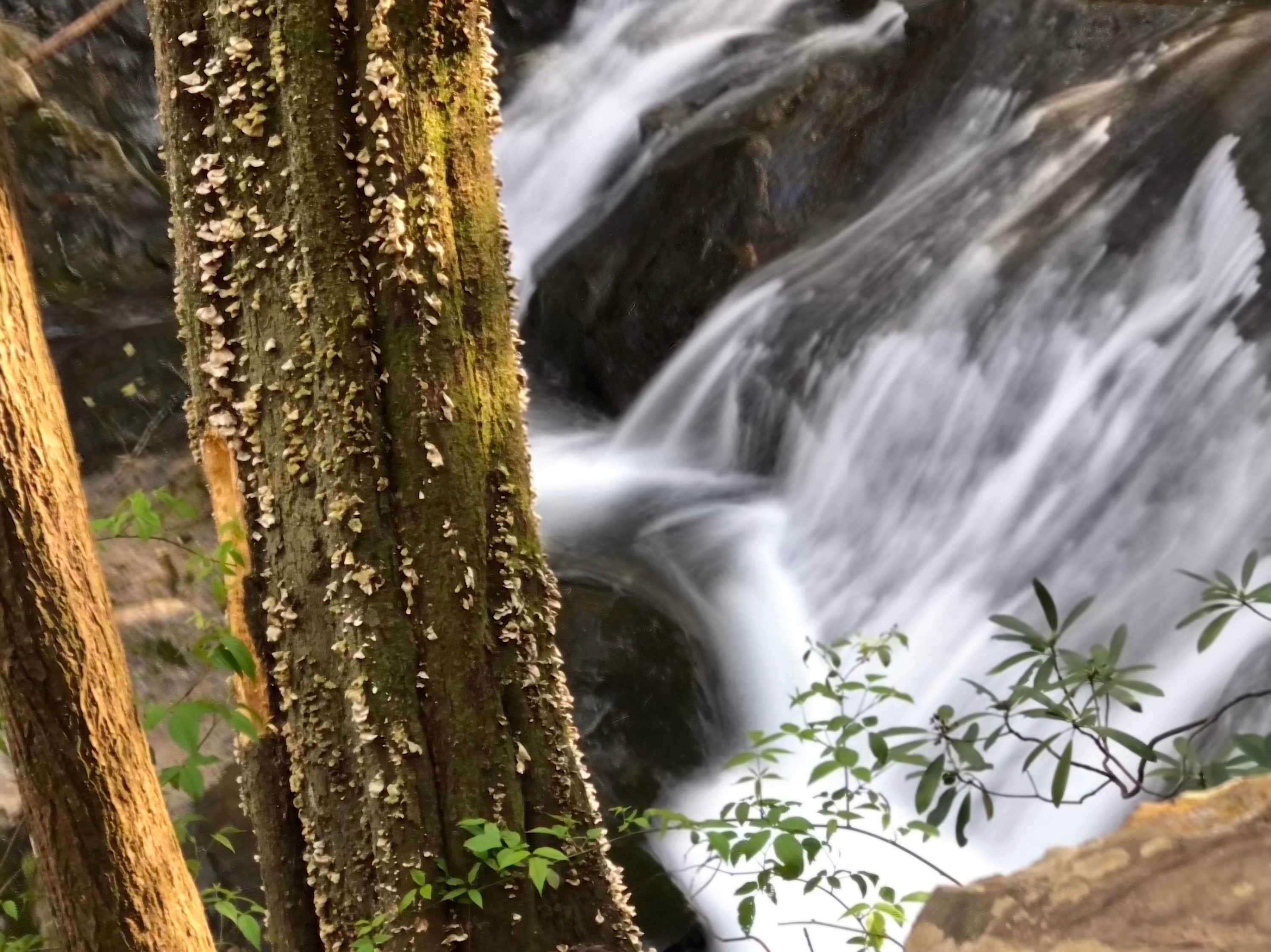 Camper-submitted photo at Raven Cliff Falls near Tiger, GA