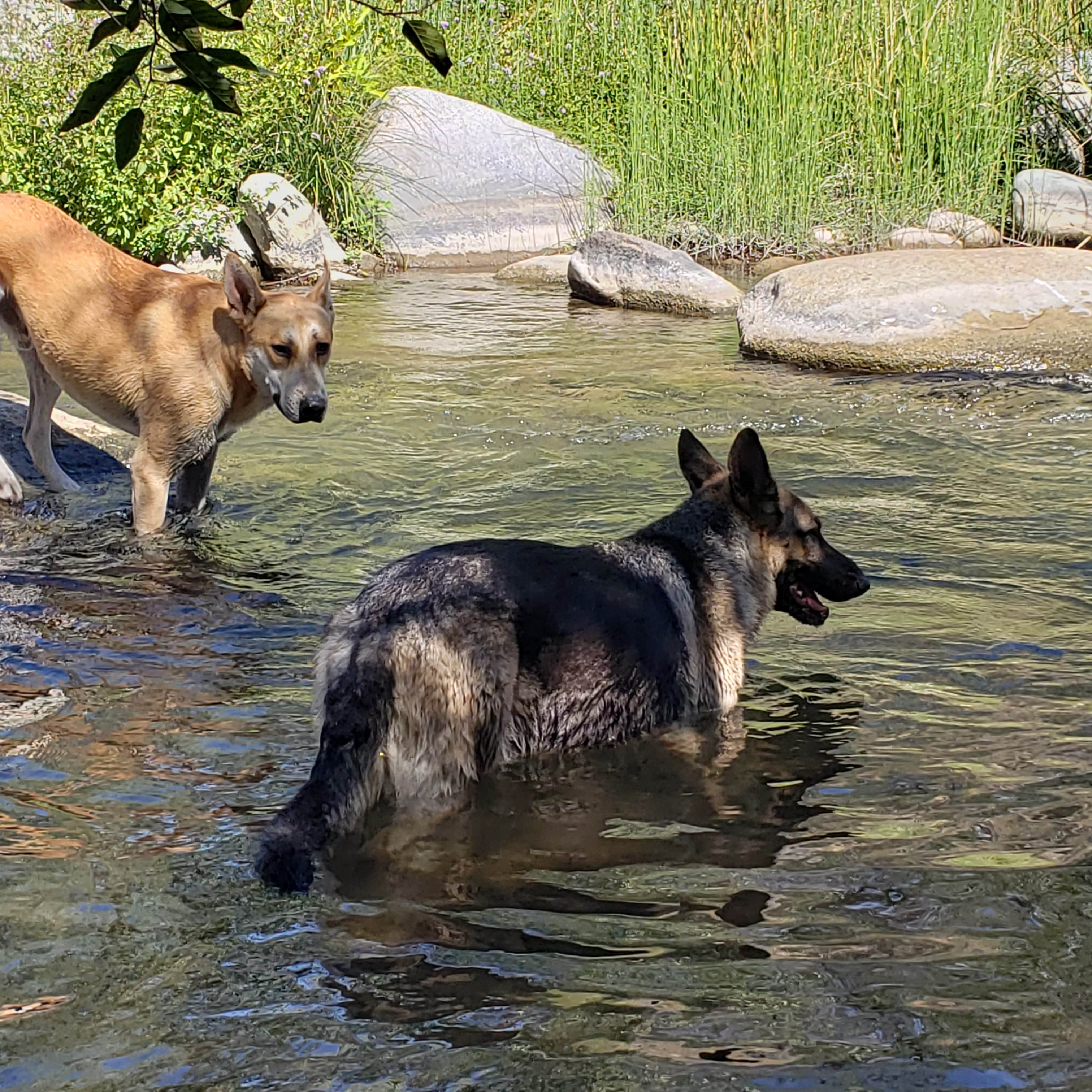 Camper-submitted photo at Camp or Glamp along the Tule River next to the Giant Sequoia National Monument near Porterville, CA