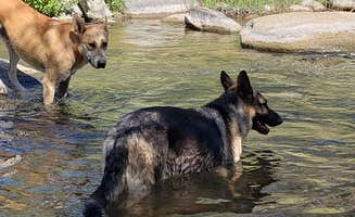 Mehmet M.'s photo of camping with pets at Camp or Glamp along the Tule River next to the Giant Sequoia National Monument near Sequoia National Forest