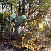 Review photo of Live Oak — Lake Mineral Wells State Park by Maggie  C., April 5, 2023