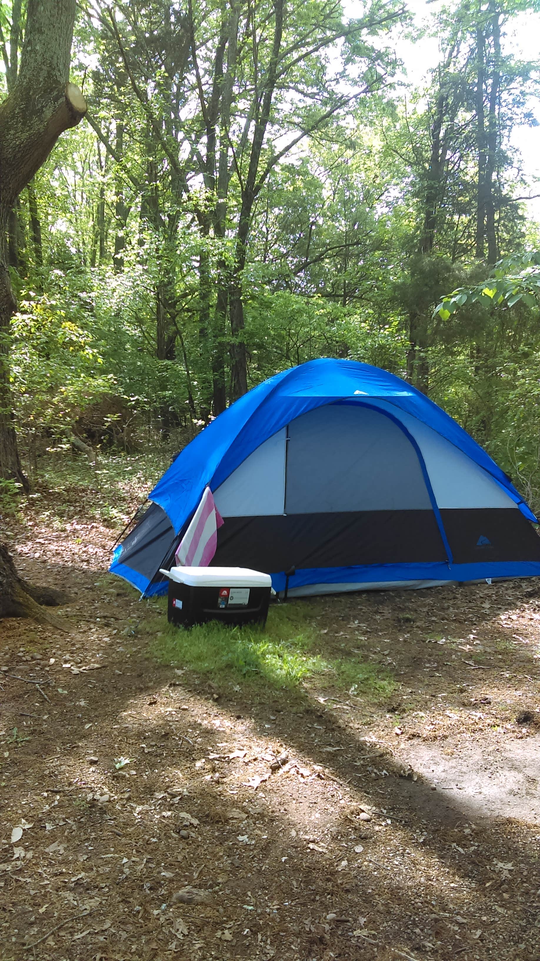 Camper submitted image from Warriors' Path State Park Main Campground — Warriors' Path State Park - 4