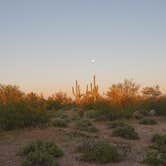 Review photo of Cactus Forest Dispersed Site by Sierra N., April 5, 2023