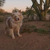 Review photo of Cactus Forest Dispersed Site by Sierra N., April 5, 2023