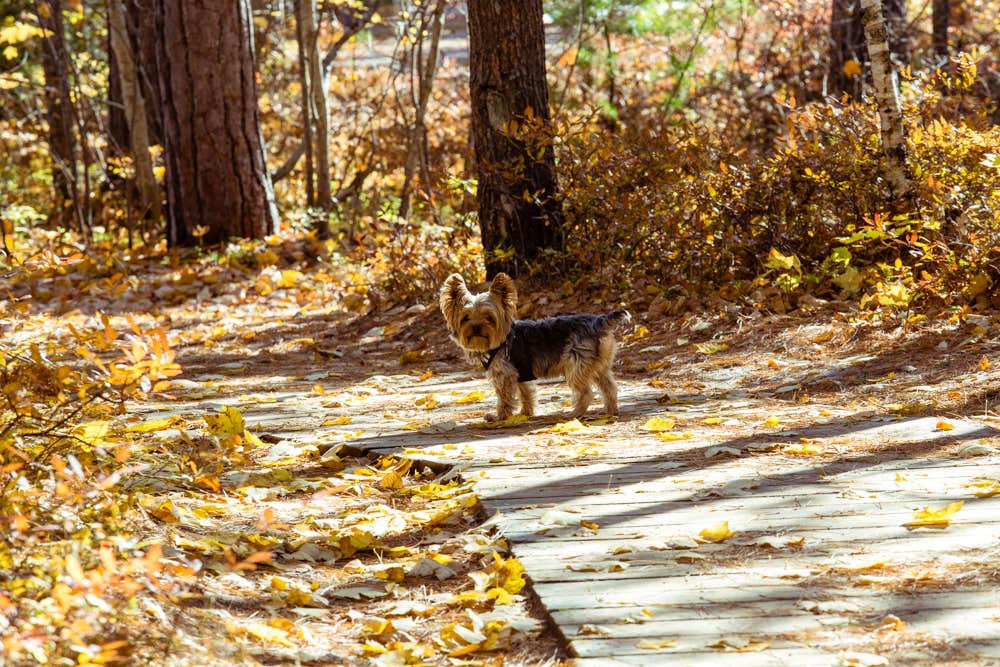 Meg  S.'s photo of camping with pets at Au Train Lake Campground near Marquette, MI