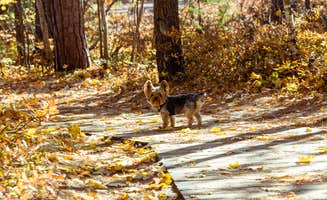 Meg  S.'s photo of camping with pets at Au Train Lake Campground near Munising, MI