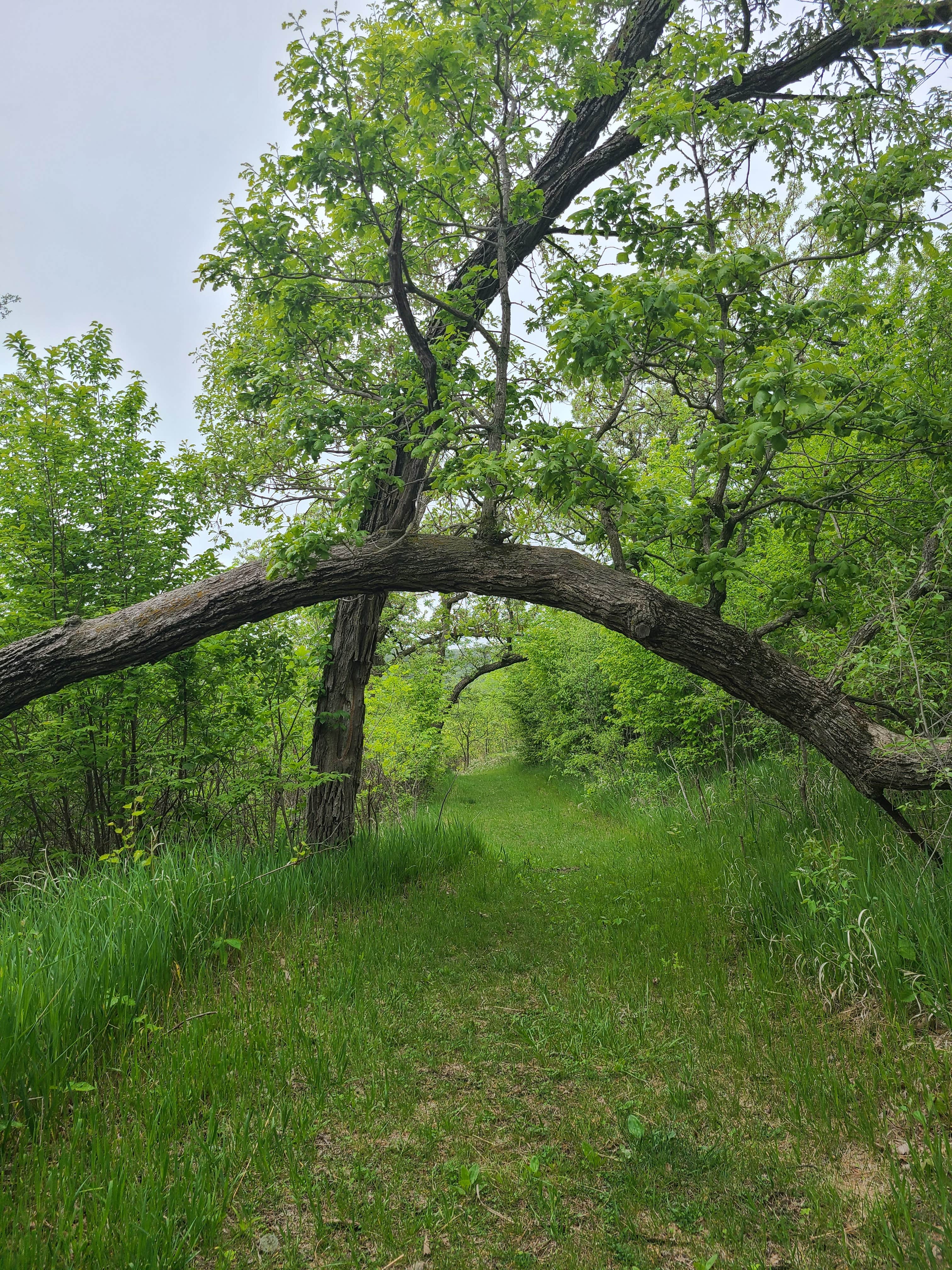Camper-submitted photo at Preparation Canyon State Park Campground near Pisgah, IA