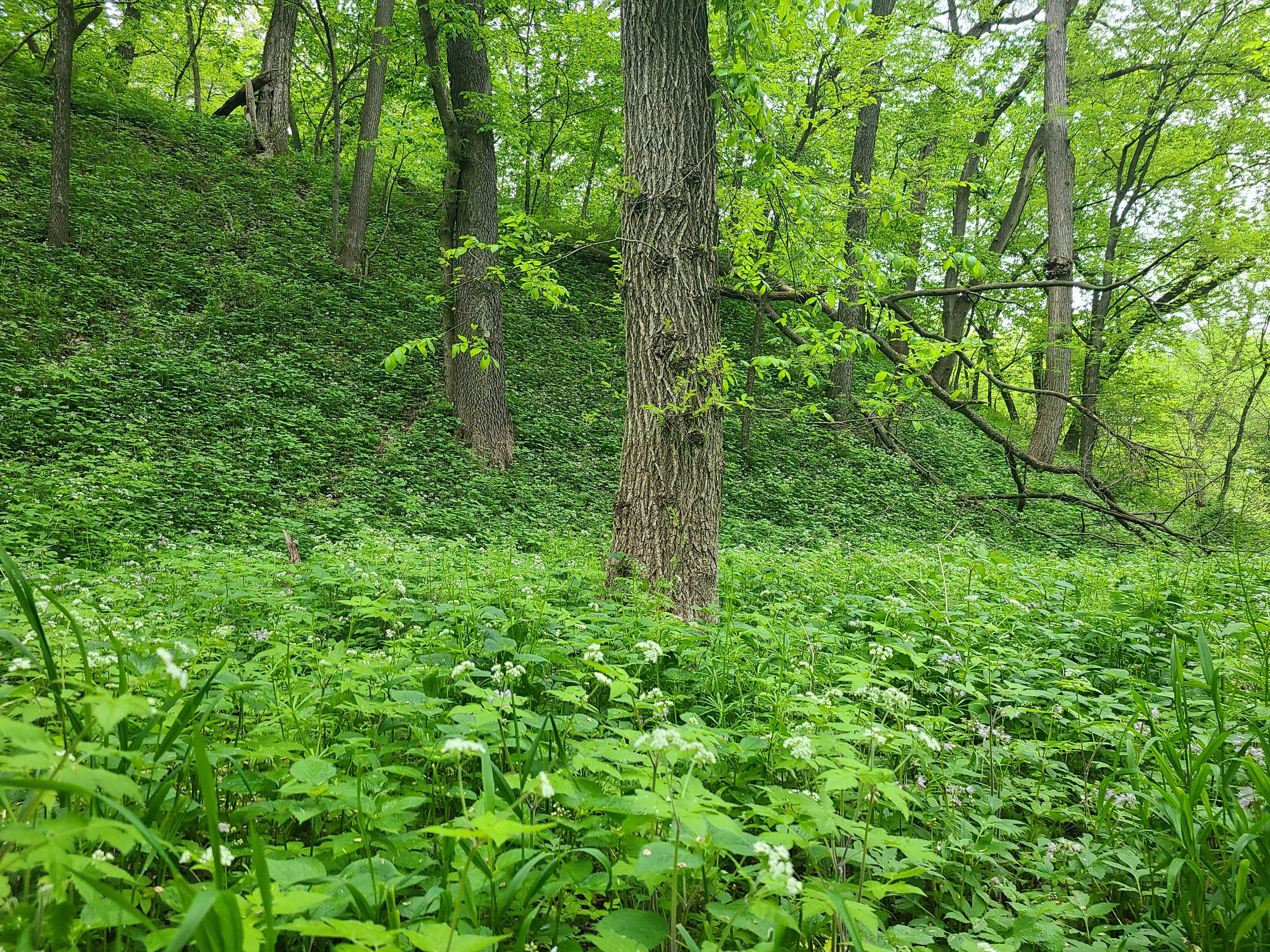 Camper-submitted photo at Preparation Canyon State Park Campground near Pisgah, IA