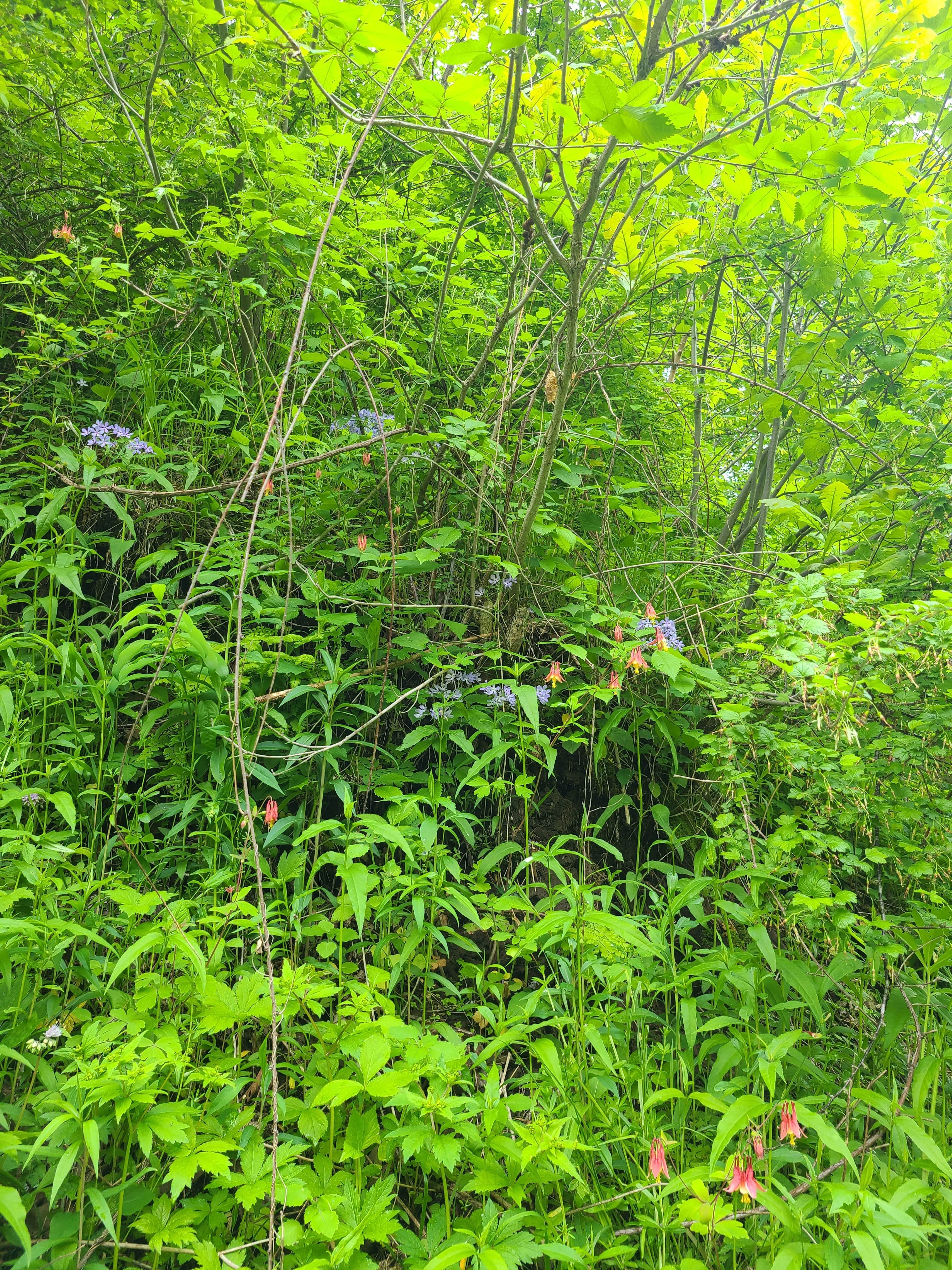 Camper-submitted photo at Preparation Canyon State Park Campground near Pisgah, IA