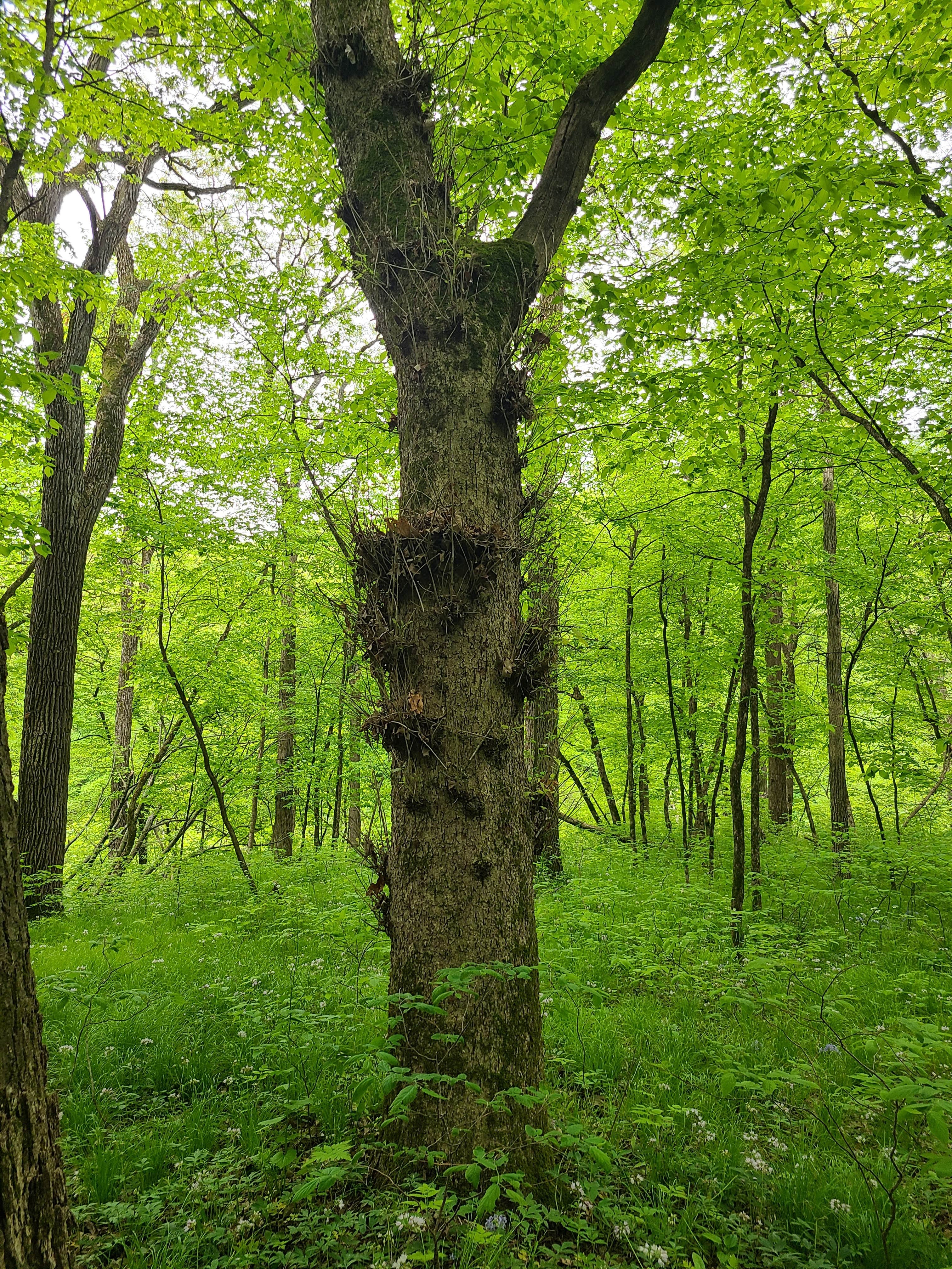 Camper-submitted photo at Preparation Canyon State Park Campground near Pisgah, IA