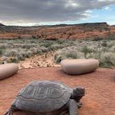 Review photo of Snow Canyon State Park Campground by Chris , April 5, 2023