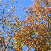 Review photo of Fort Mountain State Park Campground by Joshua G., October 2, 2018