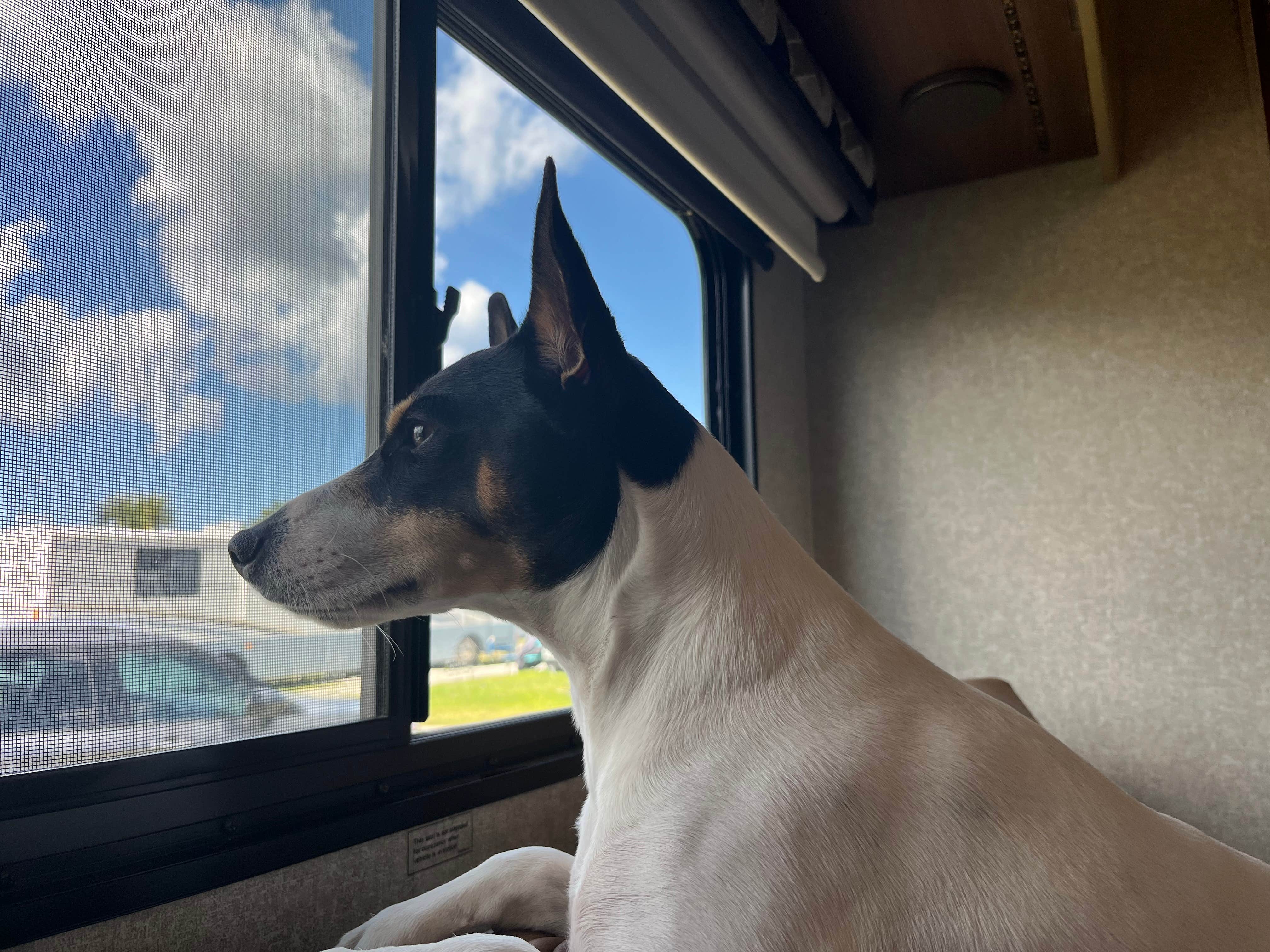 Nan L.'s photo of camping with pets at Encore Gulf View near Englewood, FL
