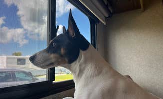 Nan L.'s photo of camping with pets at Encore Gulf View near Nokomis, FL