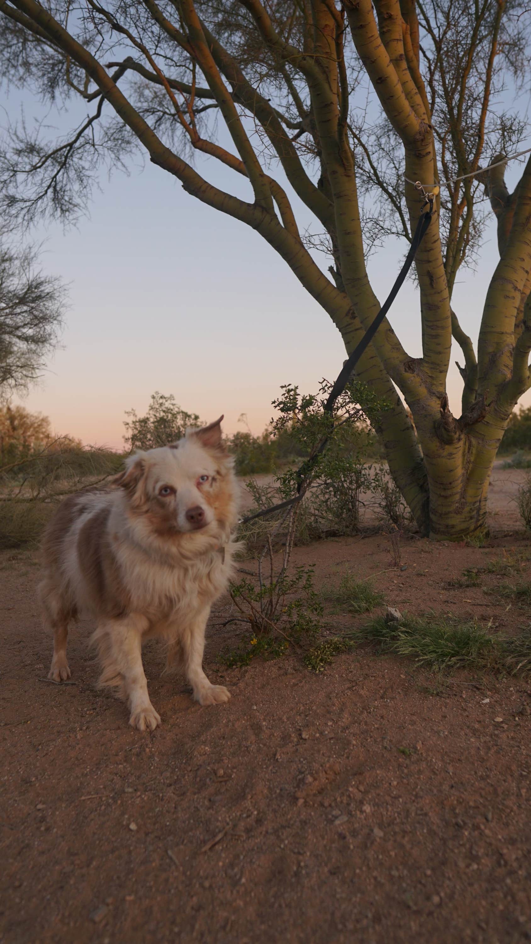 Sierra N.'s photo of camping with pets at Cactus Forest Dispersed near Arizona City, AZ