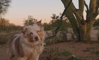 Sierra N.'s photo of camping with pets at Cactus Forest Dispersed near Oracle, AZ
