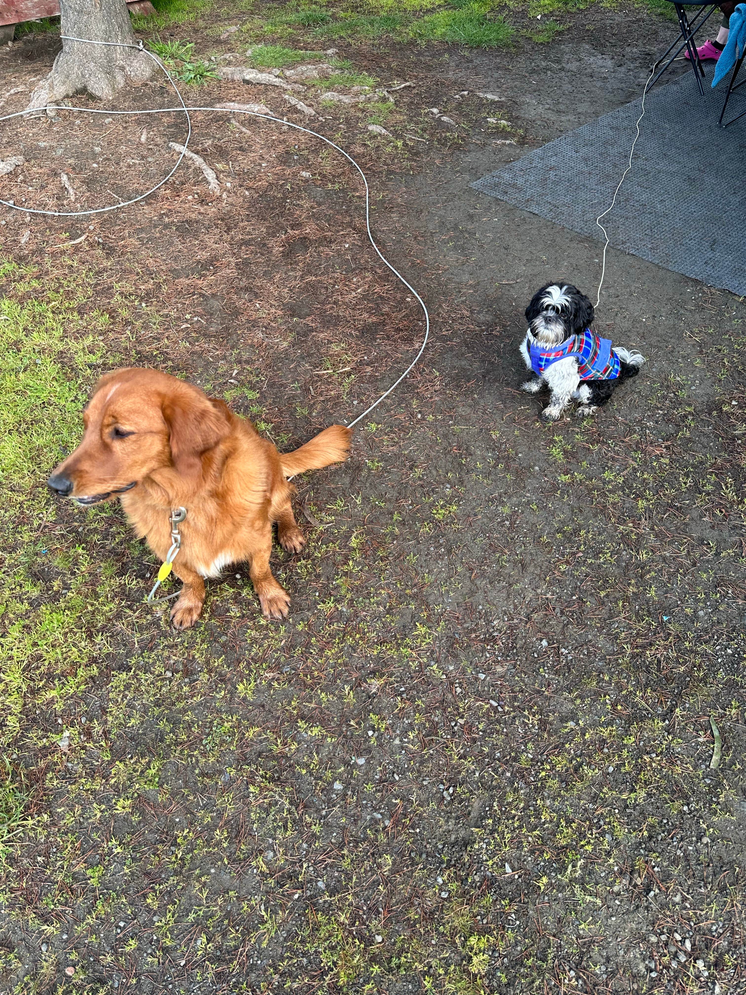 Travis C.'s photo of camping with pets at Westport Beach RV Park and Campground near Whitethorn, CA