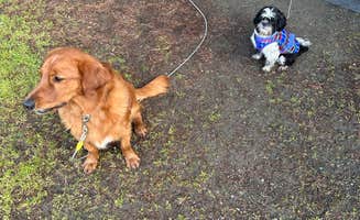 Travis C.'s photo of camping with pets at Westport Beach RV Park and Campground near Whitethorn, CA