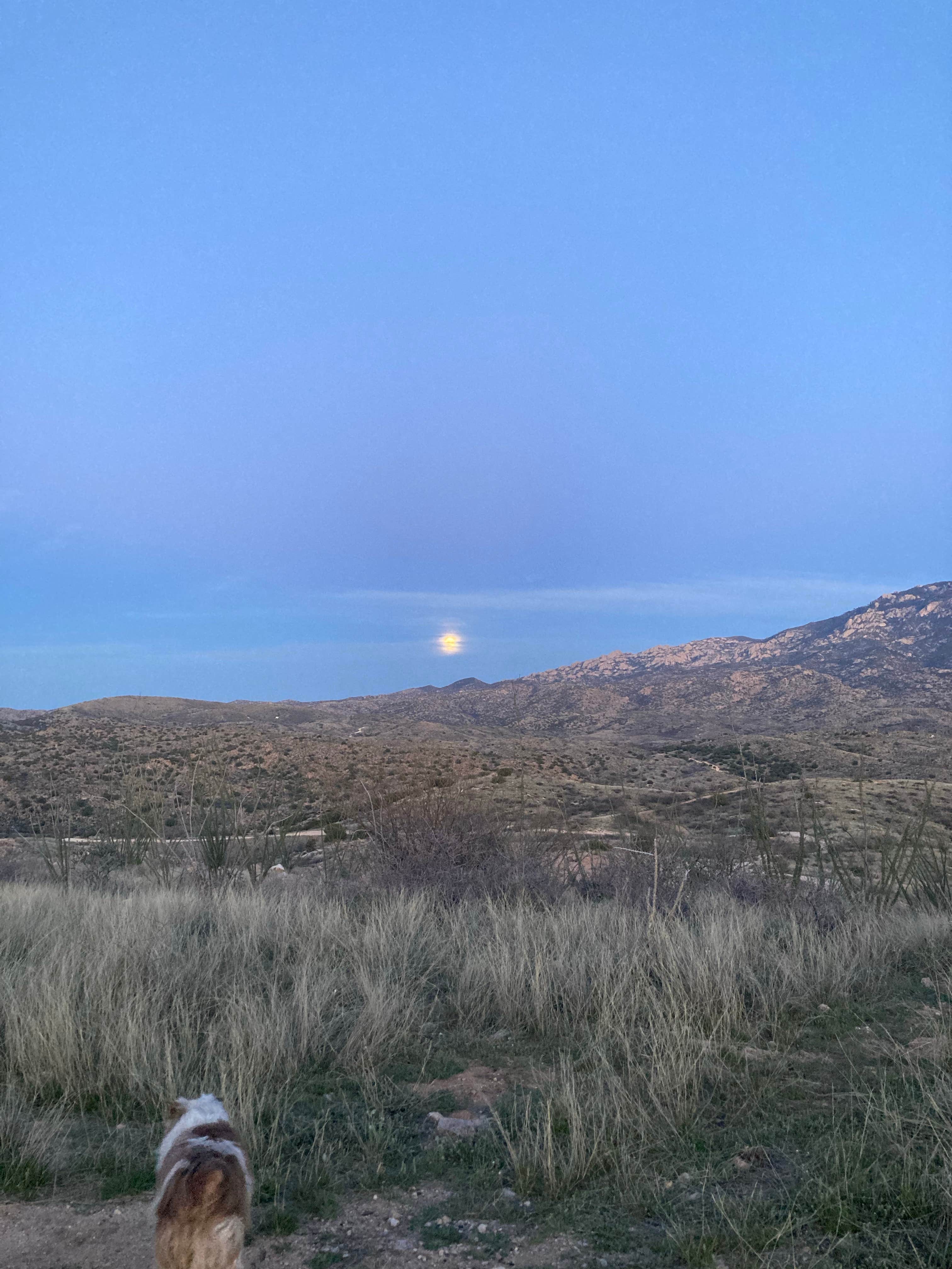 Sierra N.'s photo of camping with pets at Reddington Pass Dispersed near Saguaro National Park