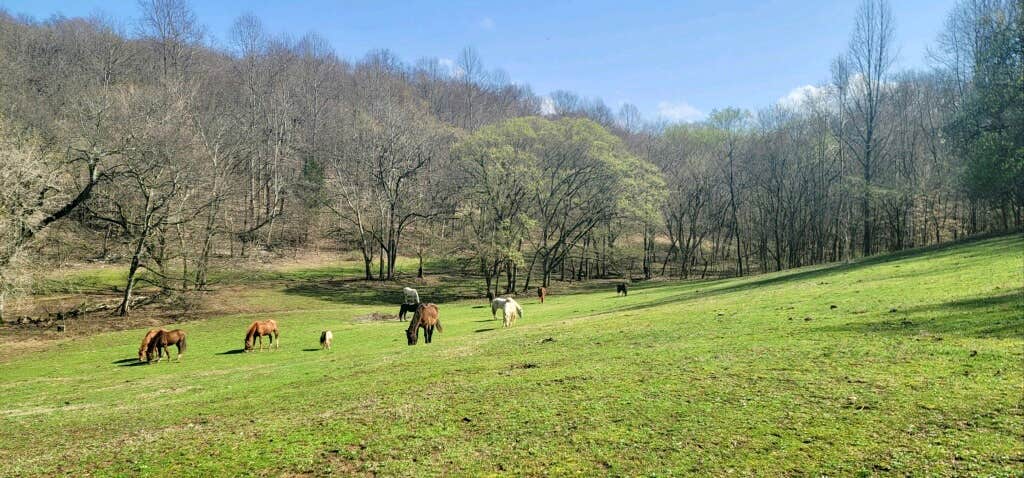 Camper-submitted photo at Antler & Ash near Mount Pleasant, TN