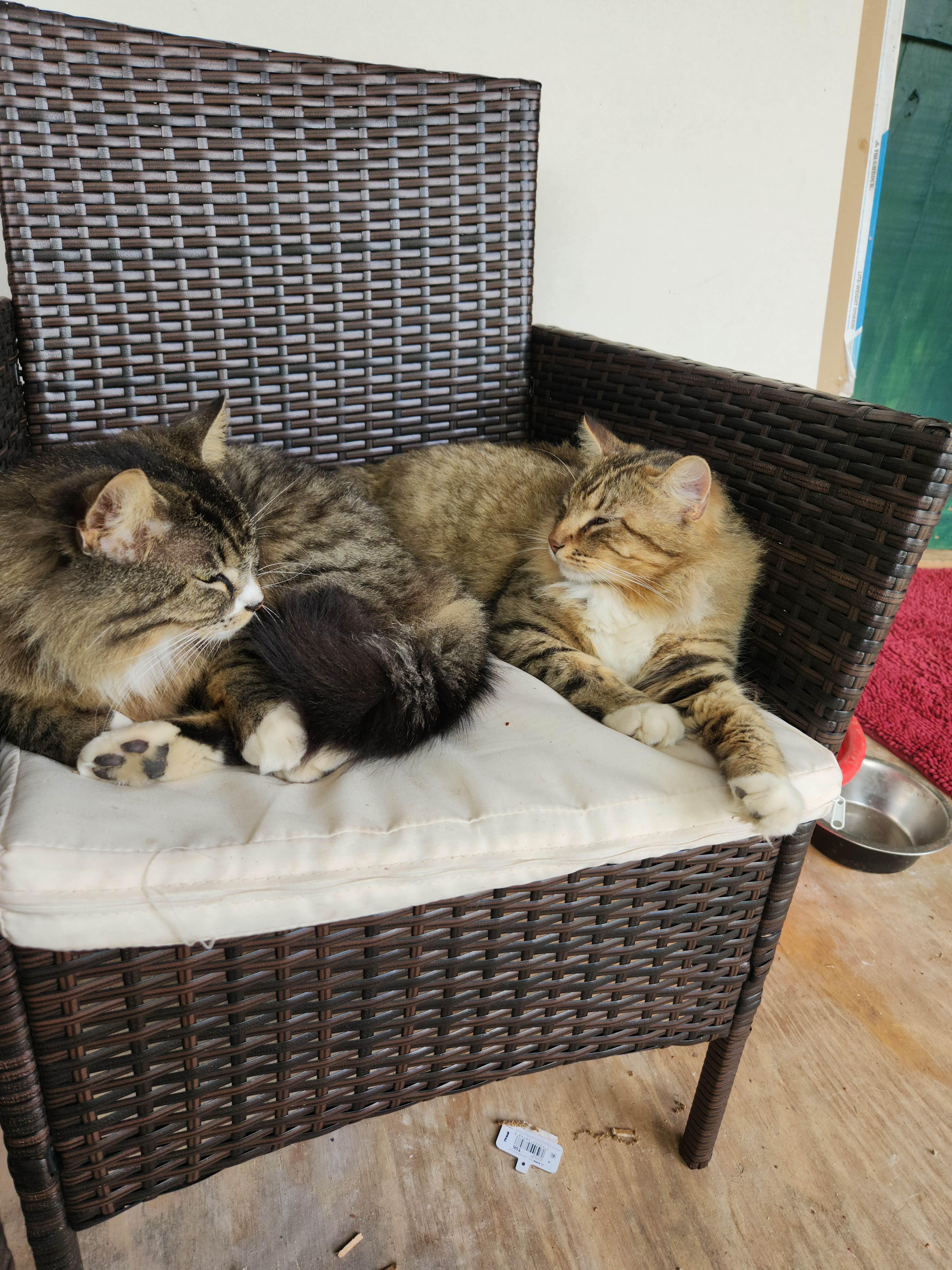 Alexis G.'s photo of camping with pets at Sandy Grove Ranch near Cuero, TX