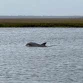 Review photo of Edisto Beach State Park Campground by Rachel P., April 7, 2023