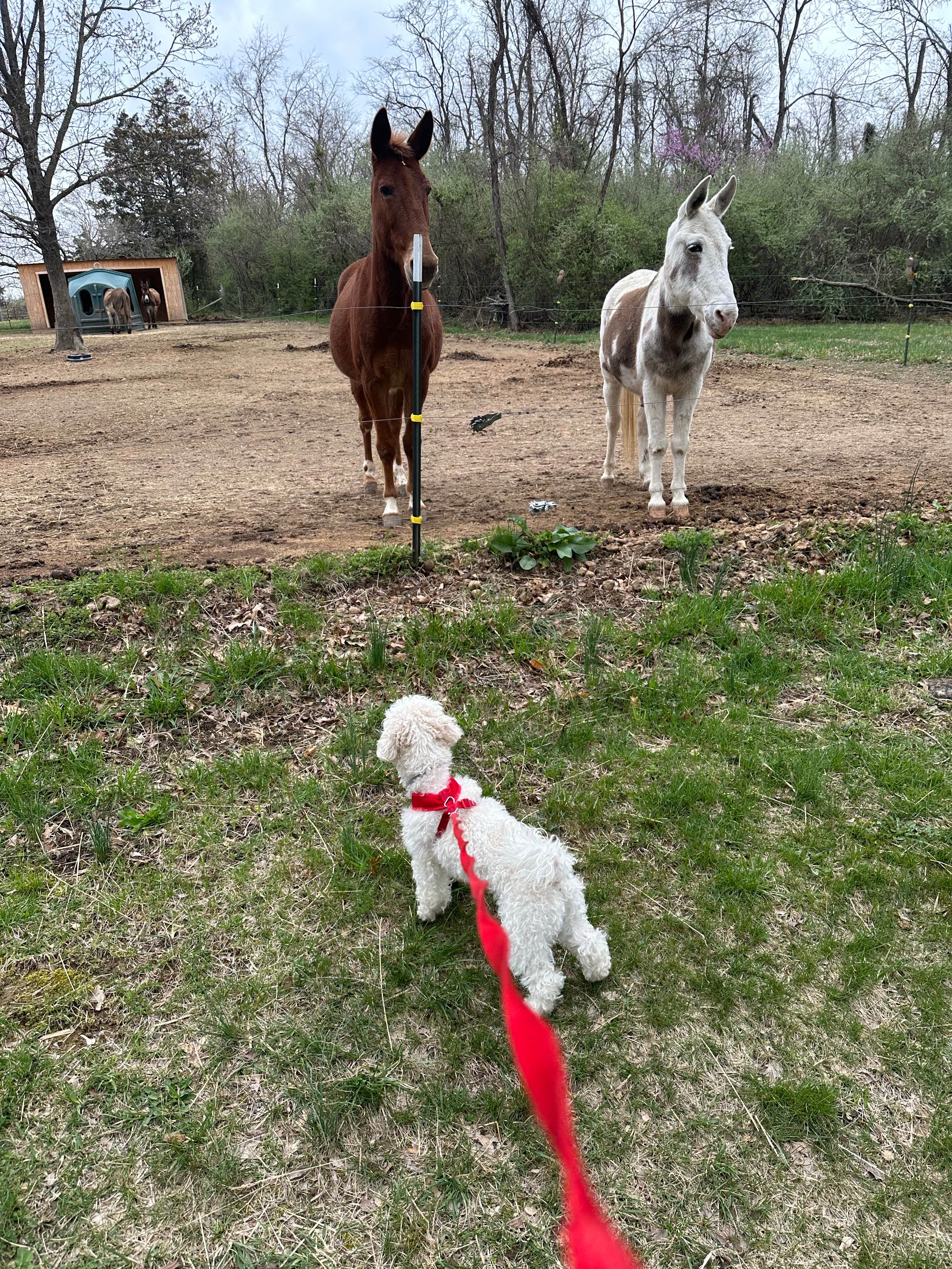 Bob's photo of camping with pets at Middle Ridge Campground near Frostburg, MD