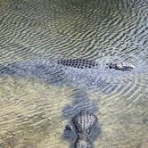 Review photo of Long Pine Key Campground — Everglades National Park by paul W., April 8, 2023