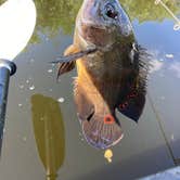 Review photo of Mitchell Landing Campground — Big Cypress National Preserve by paul W., April 8, 2023