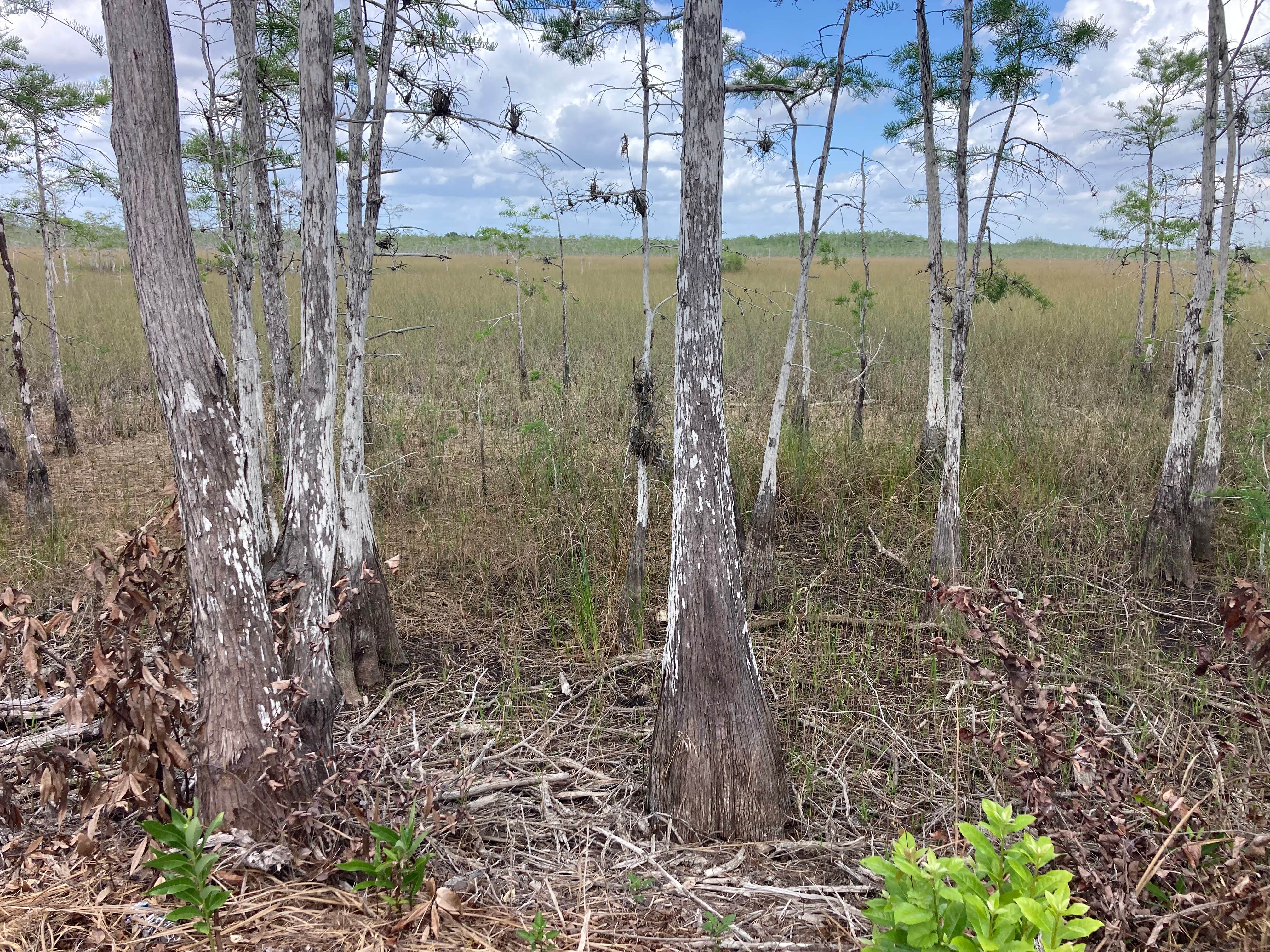 Camper-submitted photo at Mitchell Landing Campground — Big Cypress National Preserve near Big Cypress National Preserve