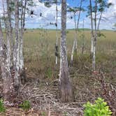 Review photo of Mitchell Landing Campground — Big Cypress National Preserve by paul W., April 8, 2023