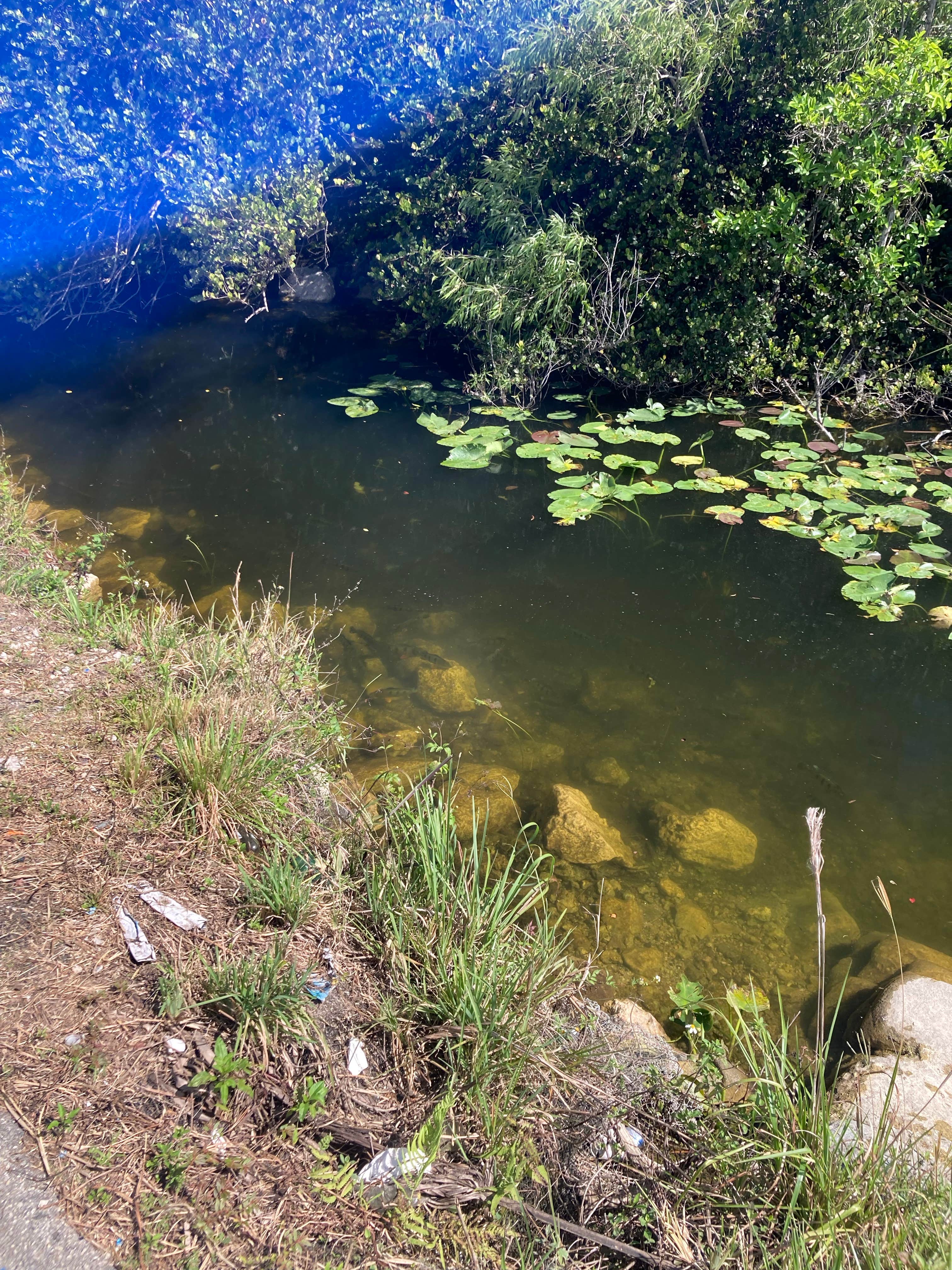 Camper-submitted photo at Mitchell Landing Campground — Big Cypress National Preserve near Big Cypress National Preserve