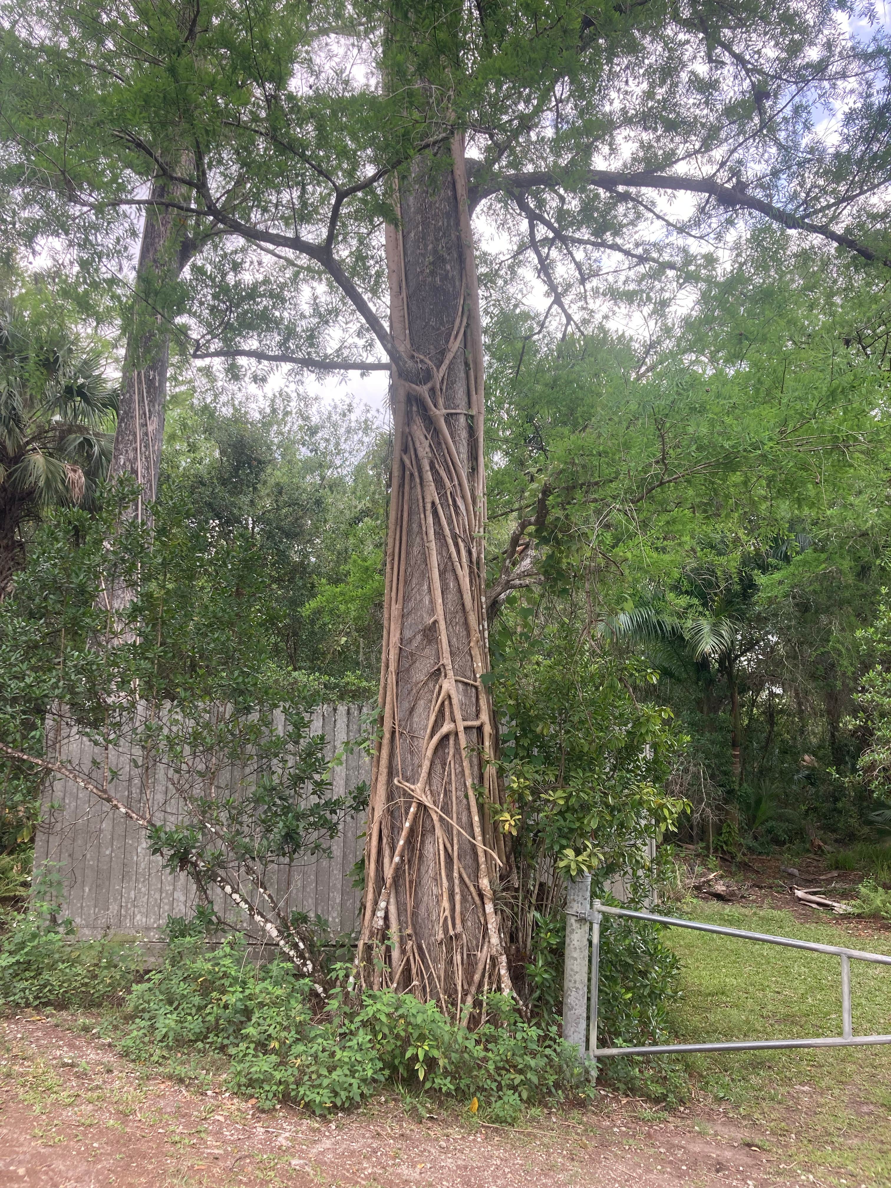 Camper submitted image from Mitchell Landing Campground — Big Cypress National Preserve - 1