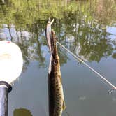 Review photo of Mitchell Landing Campground — Big Cypress National Preserve by paul W., April 8, 2023