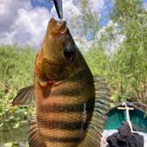 Review photo of Mitchell Landing Campground — Big Cypress National Preserve by paul W., April 8, 2023