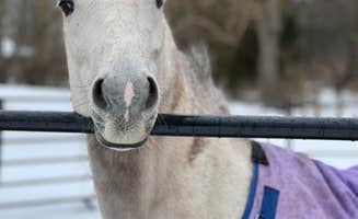 Lauren B.'s photo of camping with a horse at Artisan Hill Farm & Studio near Glenmont, NY