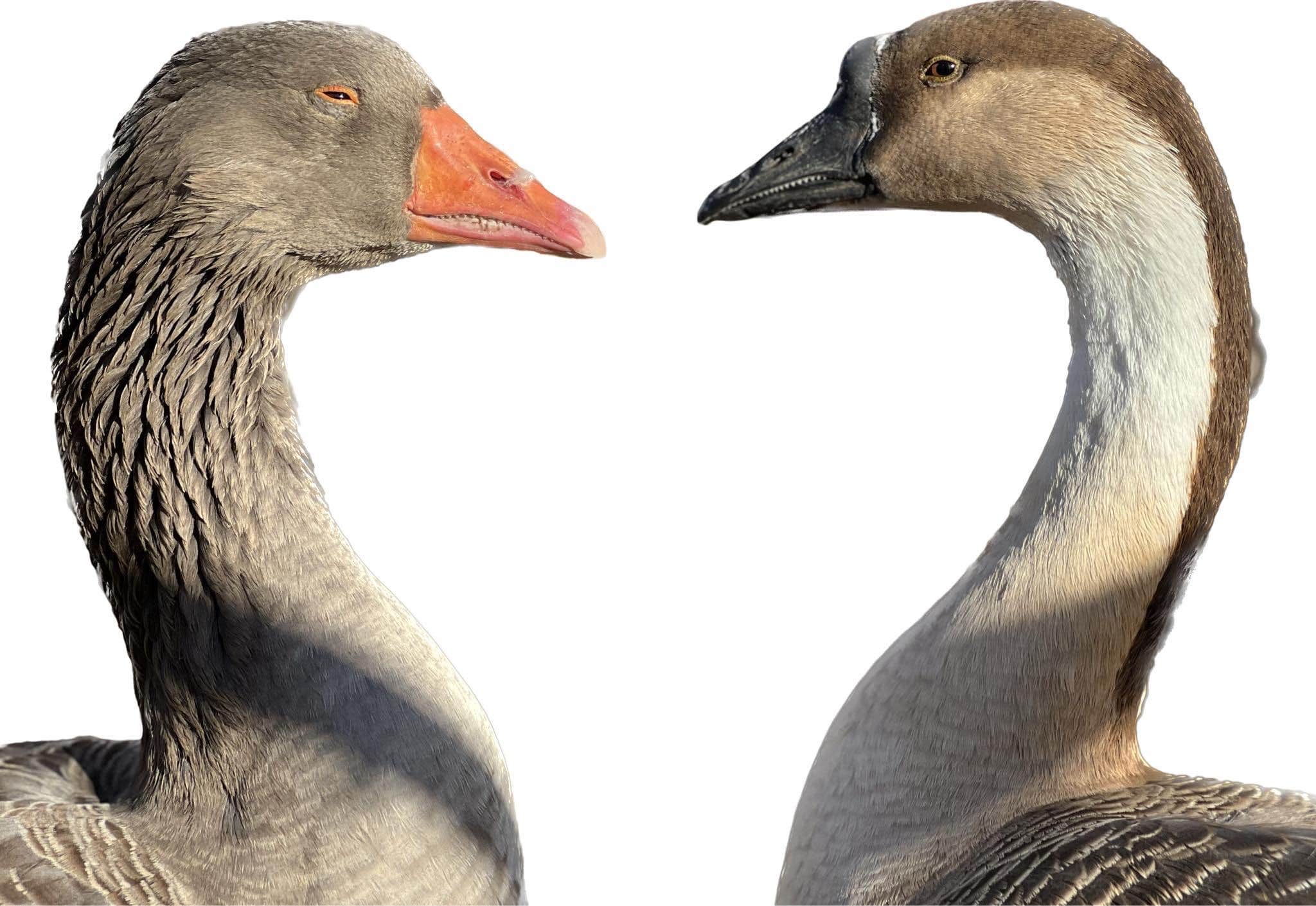 Camper-submitted photo at Artisan Hill Farm & Studio near Gilboa, NY