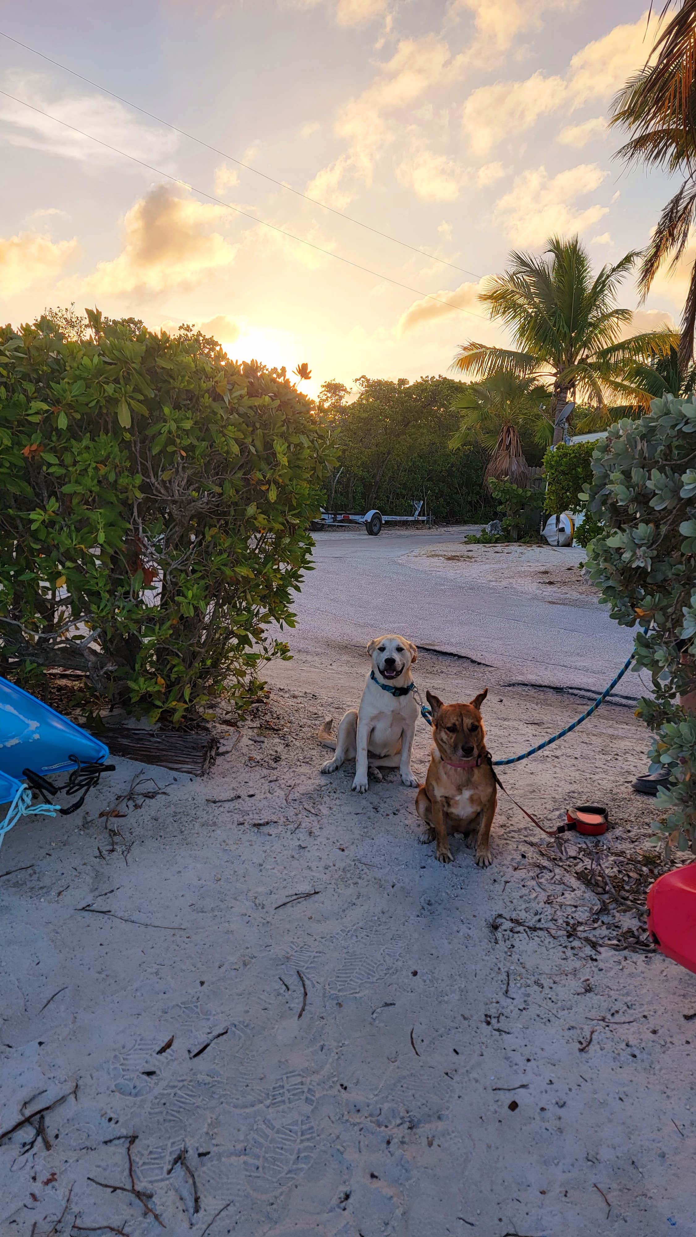 Felicia R.'s photo of camping with pets at Key Largo Kampground & Marina near Biscayne National Park