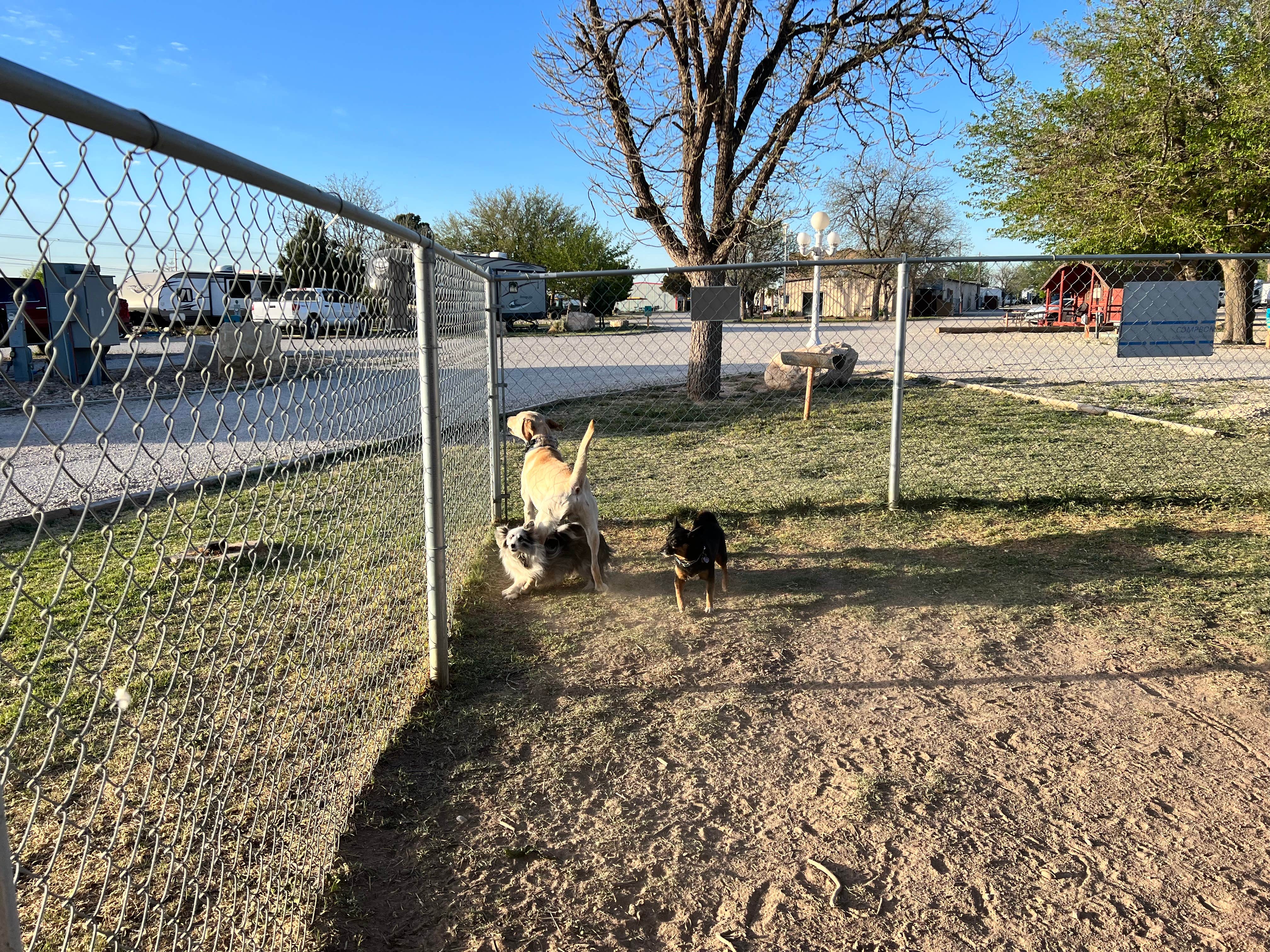 Maggie  C.'s photo of camping with pets at Carlsbad RV Park & Campground near Carlsbad Caverns, NM