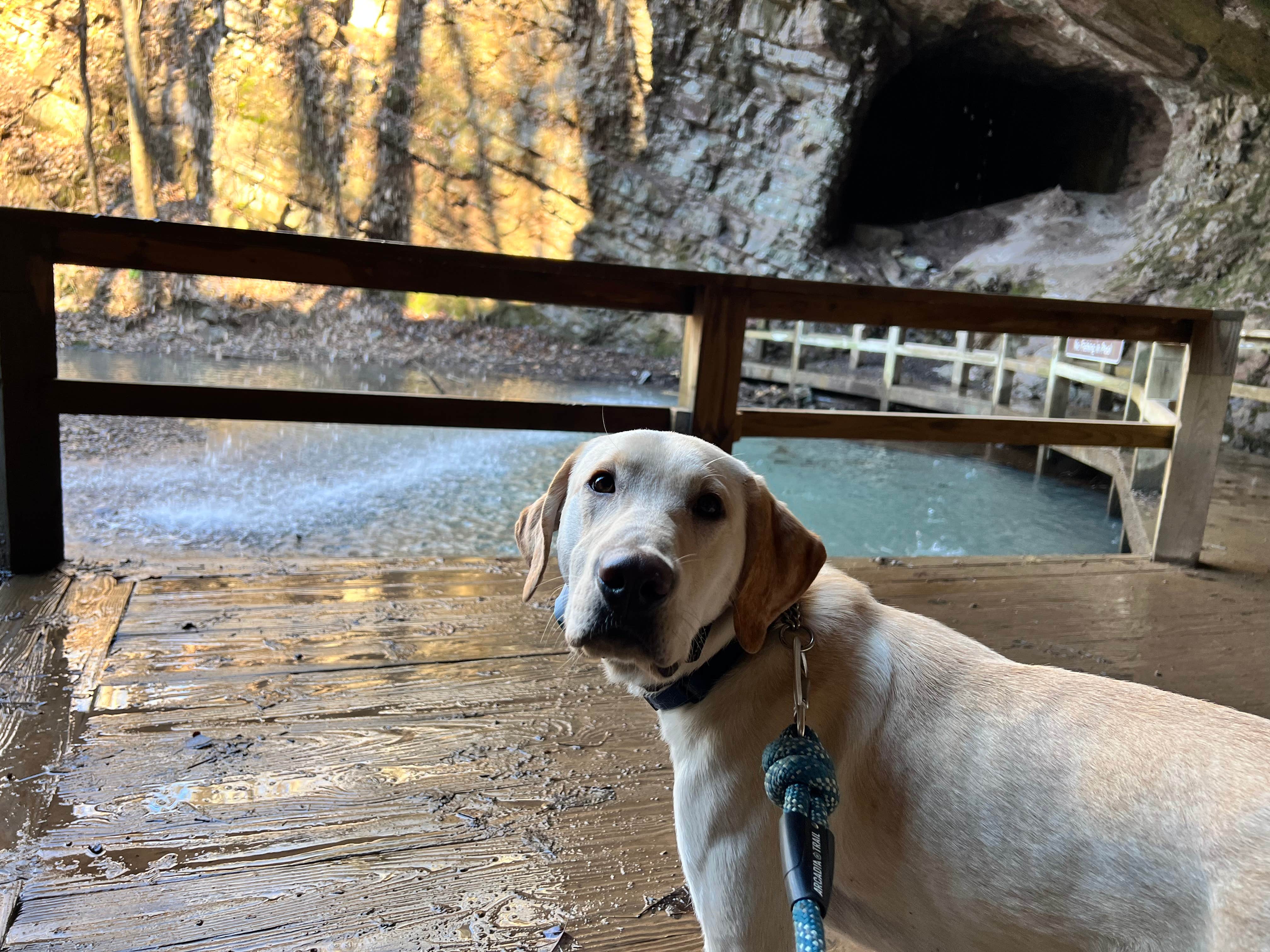 Maggie  C.'s photo of camping with pets at James H 'Sloppy' Floyd State Park Campground near Mentone, AL
