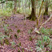 Review photo of Merchants Millpond State Park Campground by Kent F., April 8, 2023