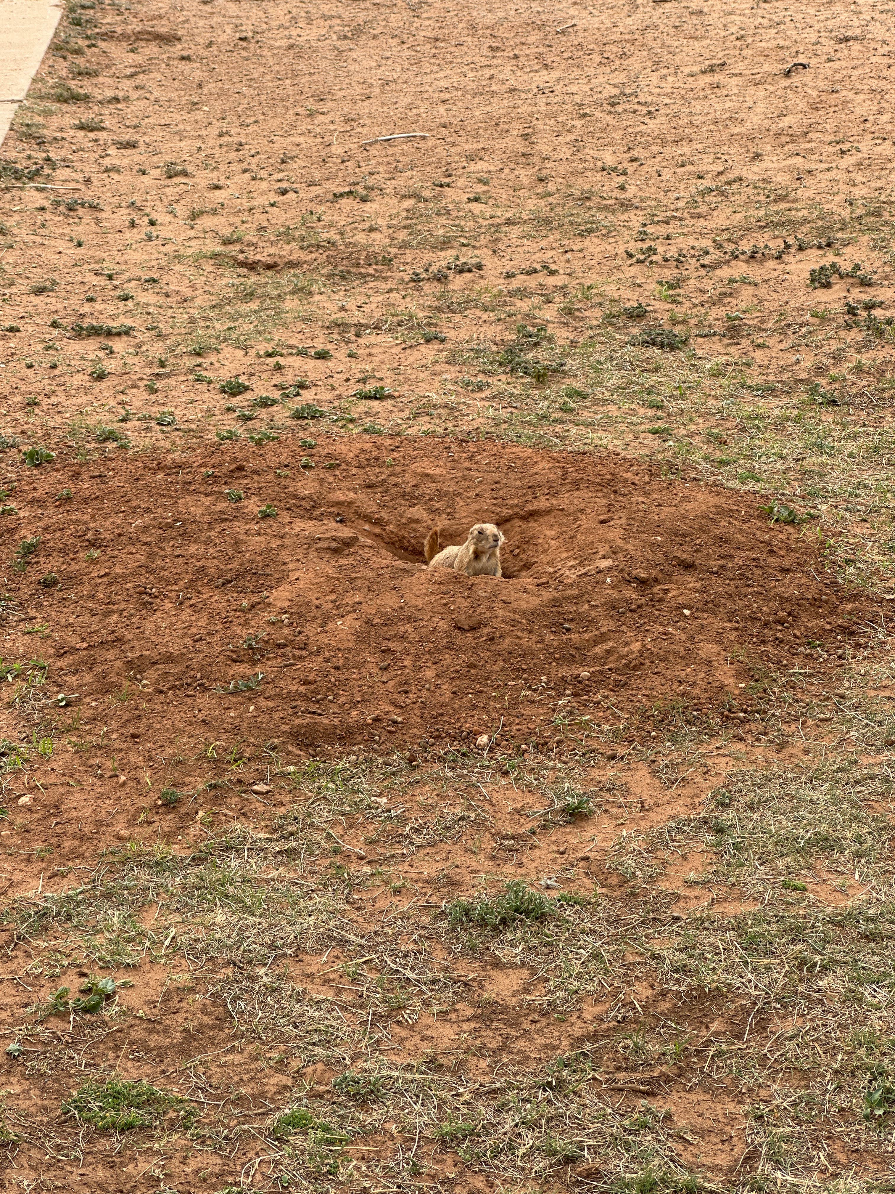 Christian D.'s photo of camping with pets at North Prong Primitive Campsite Camping Area — Caprock Canyons State Park near Childress, TX