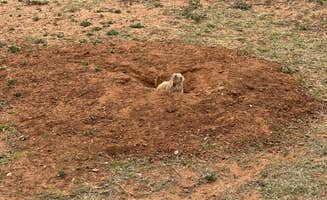 Christian D.'s photo of camping with pets at North Prong Primitive Campsite Camping Area — Caprock Canyons State Park near Plainview, TX