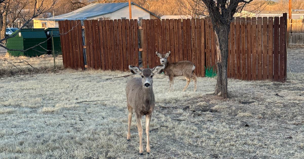 Cimarron Inn and RV Park
