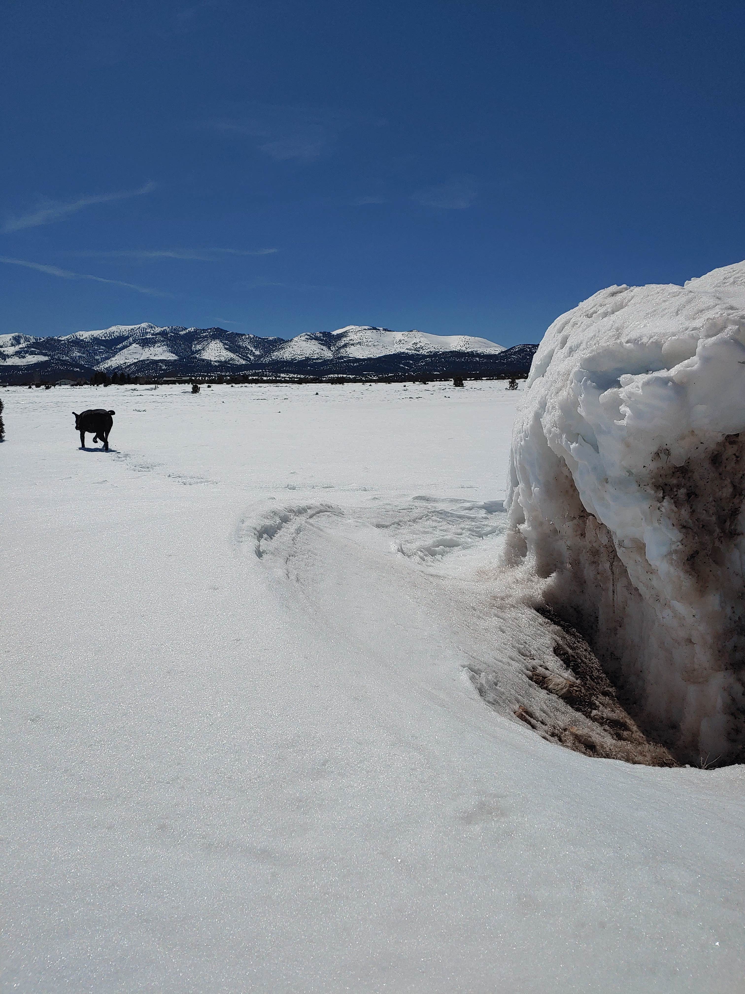 Toni B.'s photo of camping with pets at Ely KOA near Baker, NV