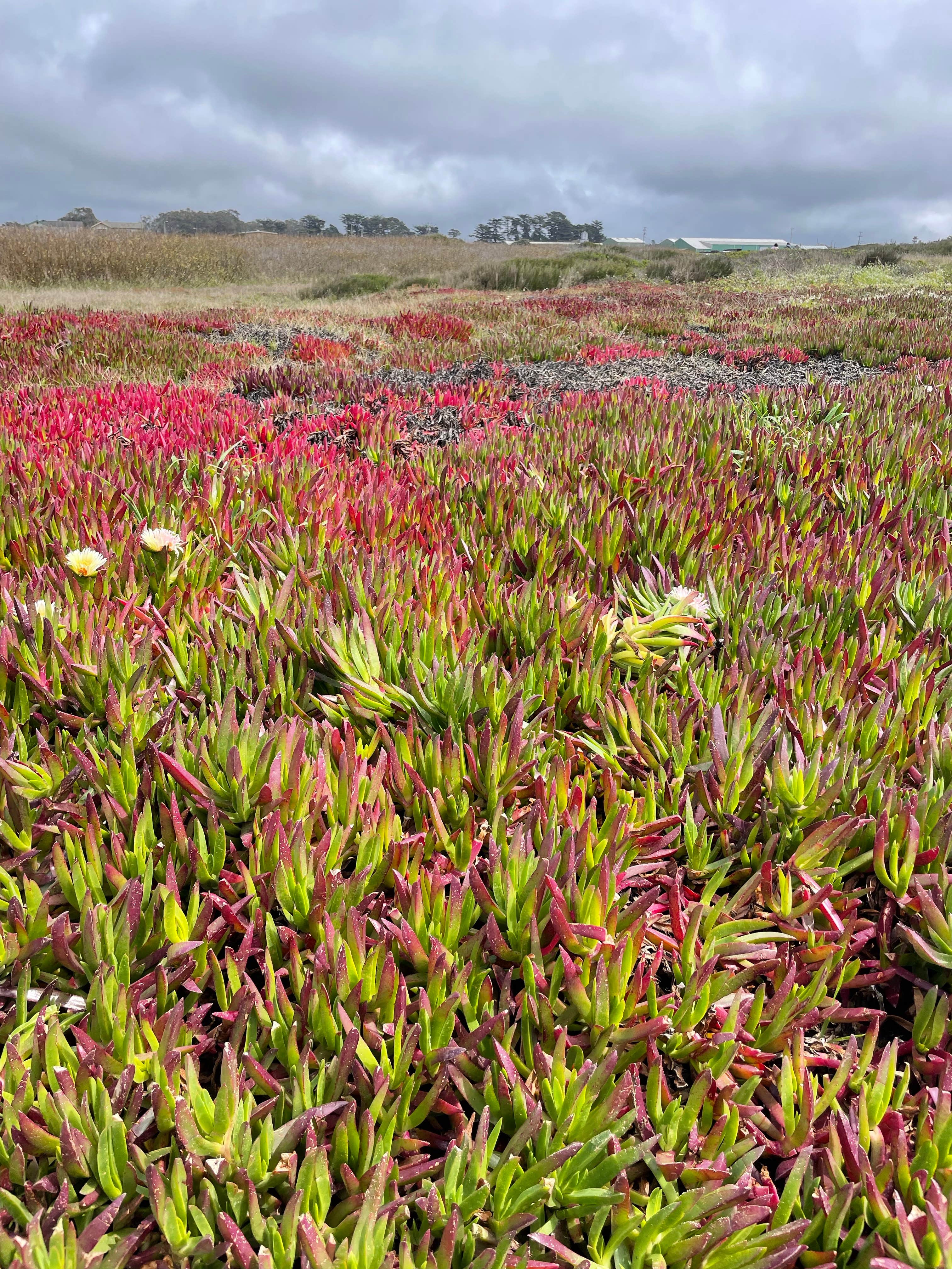 Camper-submitted photo at Hidden Pines RV Park & Campground near Fort Bragg, CA