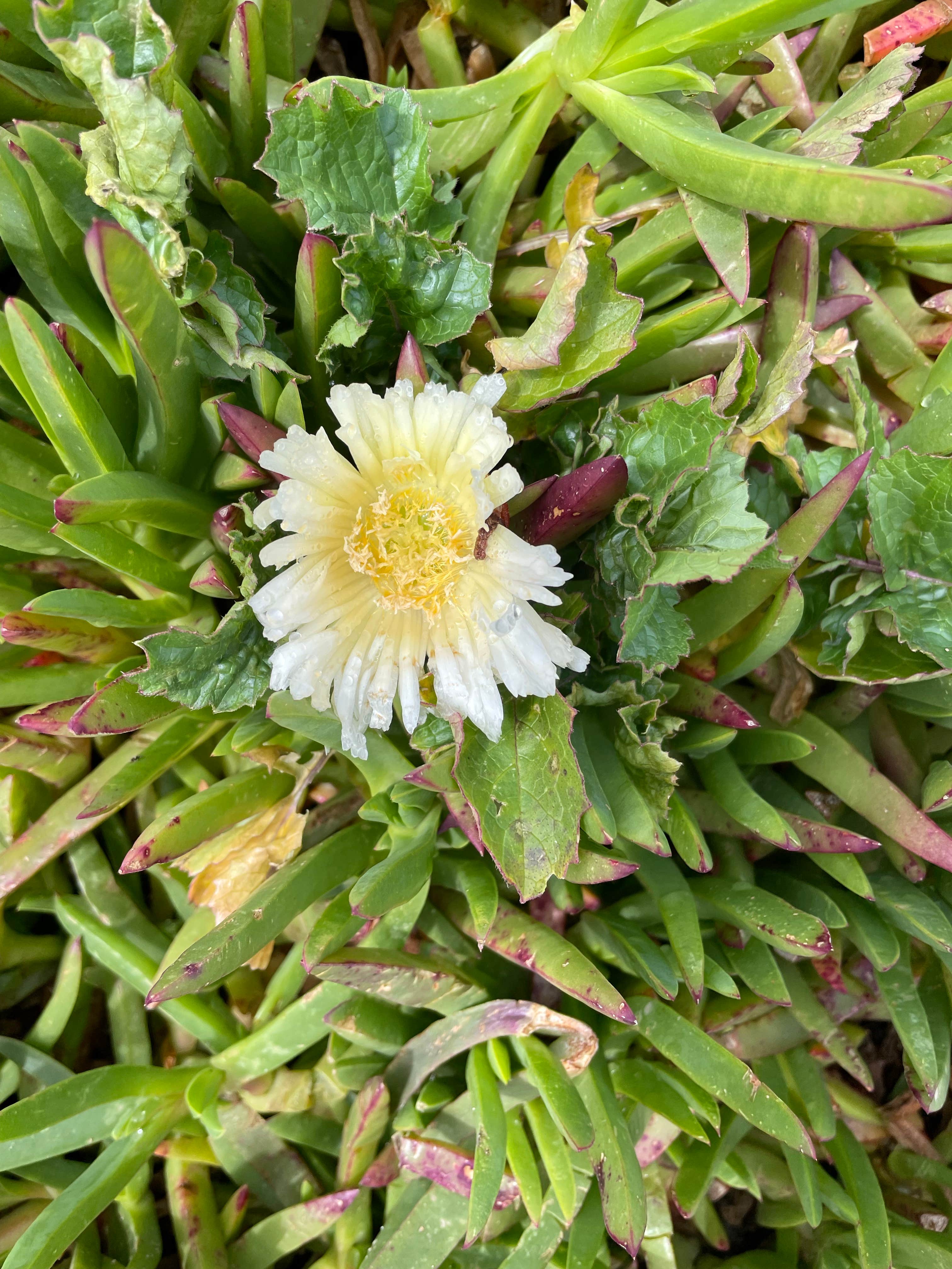 Camper-submitted photo at Hidden Pines RV Park & Campground near Fort Bragg, CA