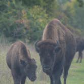 Review photo of Red Fox Campground — Minneopa State Park by Lee D., October 3, 2018