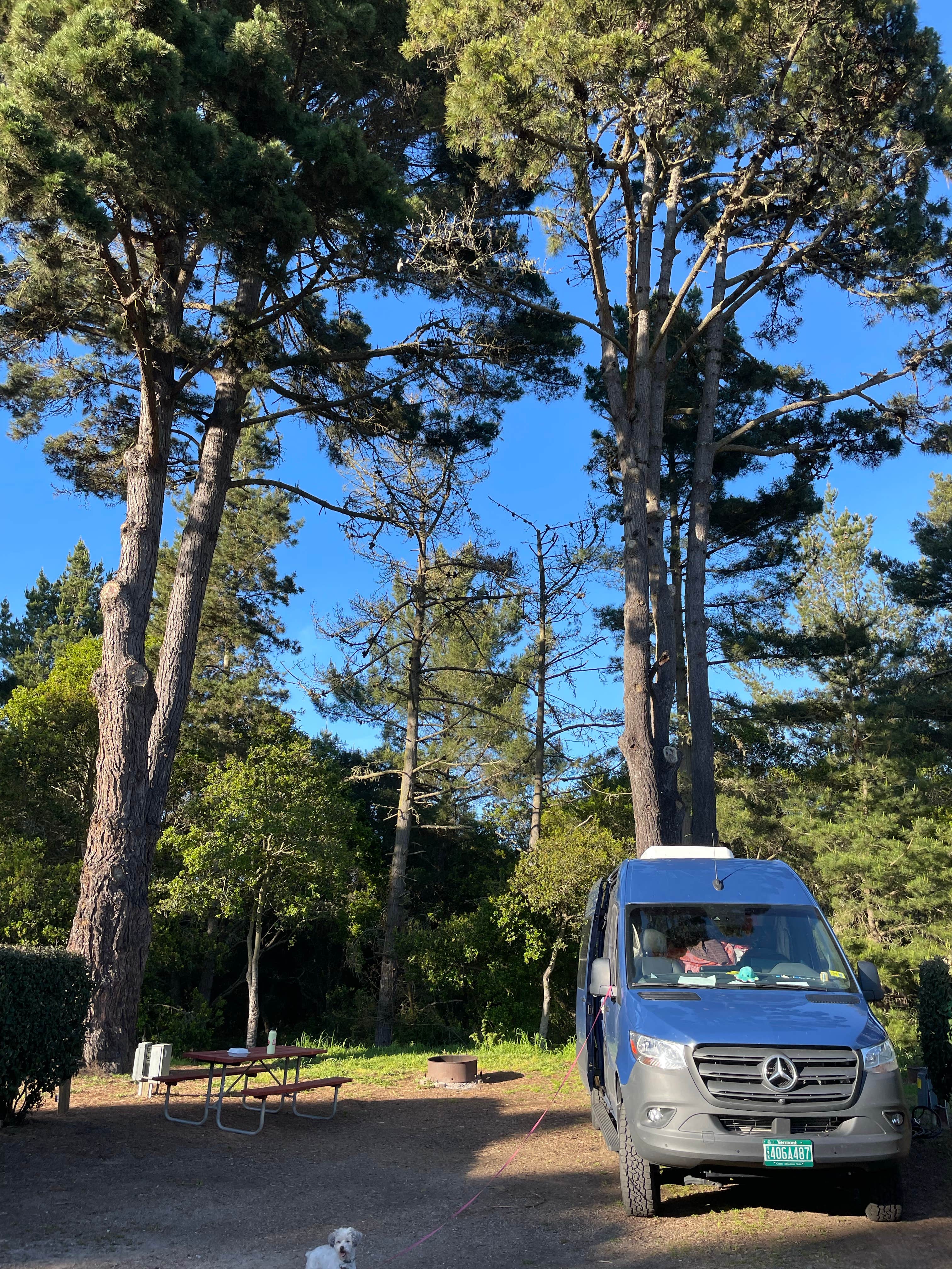 Rowan B.'s photo of camping with pets at Santa Cruz North-Costanoa KOA near Belmont, CA