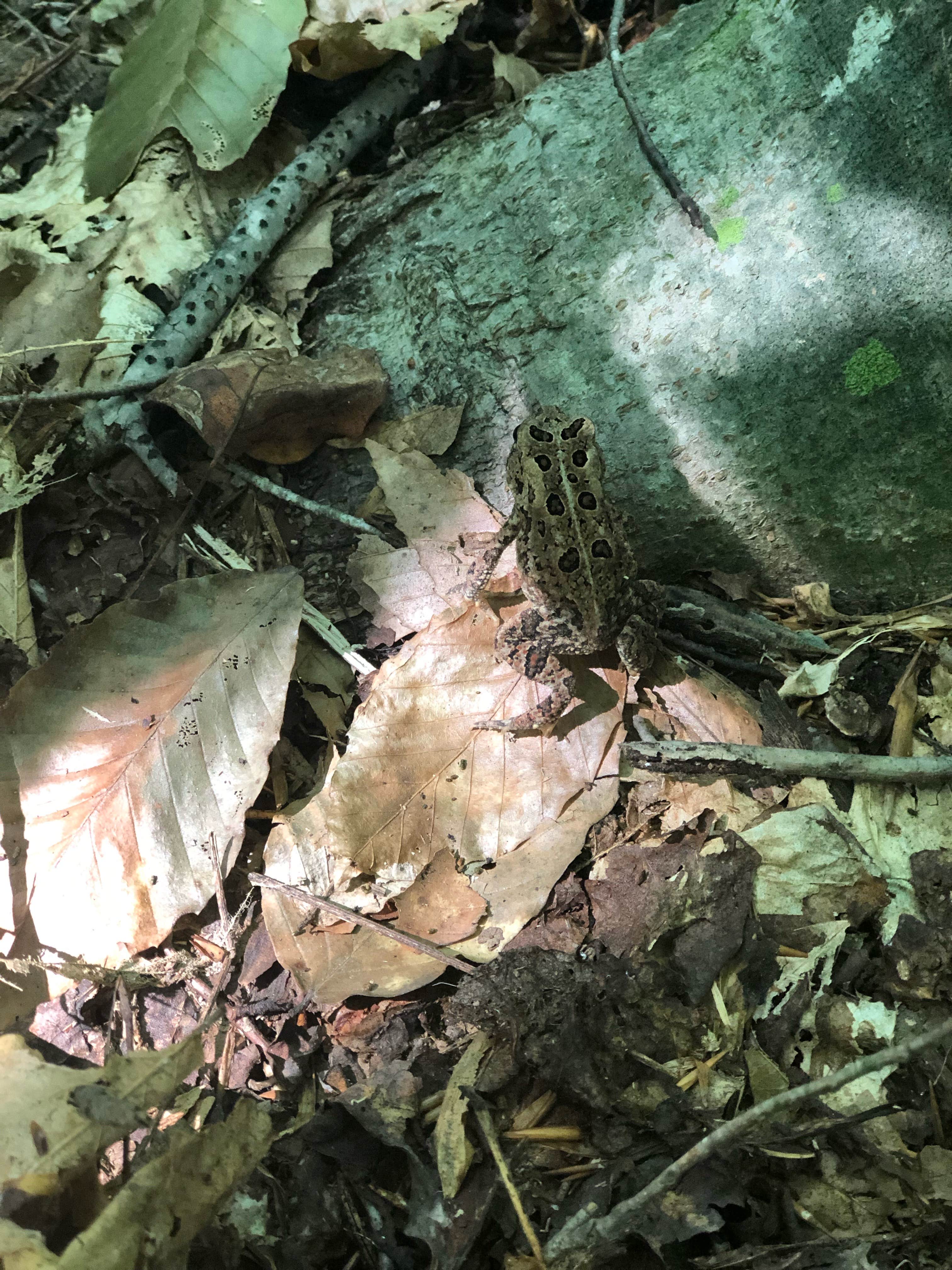 Camper-submitted photo at Phantom Hill Forest Farm near Goochland, VA